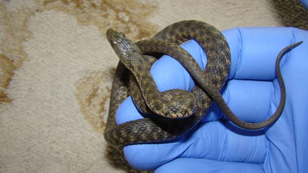 Veterinario Exótico Examina Una Serpiente Agua Sala Consulta Cirugía Una — Foto de Stock