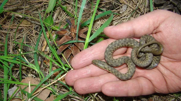 Serpiente Venenosa Llama Serpiente Agua Veterinario Exótico Examina Una Serpiente — Foto de Stock