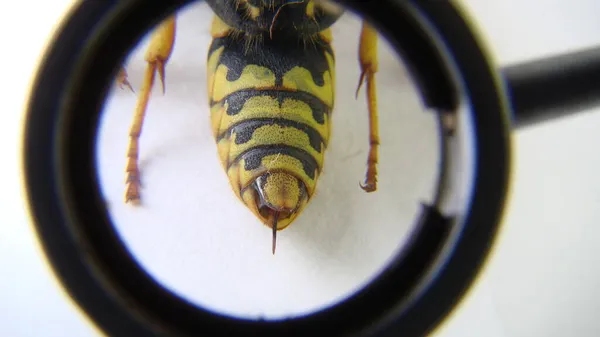 Gelbe Wespe Nahaufnahme Exotischer Tierarzt Untersucht Das Gesicht Einer Deutschen — Stockfoto