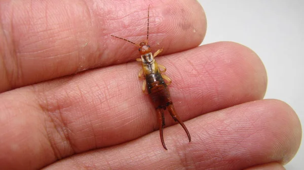 Earwig Pet Earwigs Use Pincers Defend Themselves Biologist Exotic Vet — Stock Photo, Image