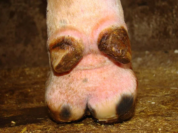 Inflammation in the hoof of a cow due to the moisture of the barn floor, swelling, infection. the foot of a cow, Back view veterinary medicine. surgery vet, surgeon. farm animal diseases. Pathology