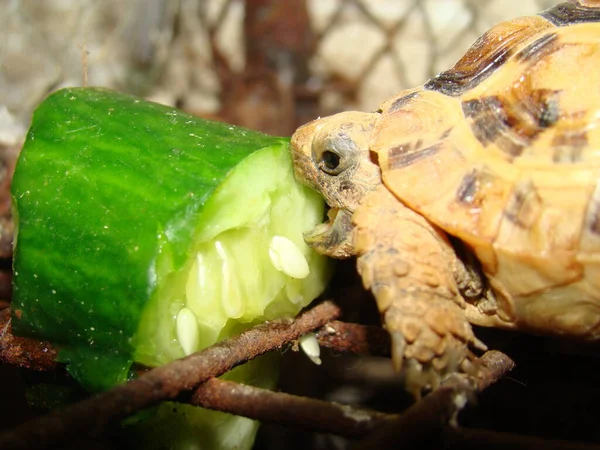 Tic Veterinario Esotico Esamina Una Tartaruga Tartaruga Greca Una Zecca — Foto Stock