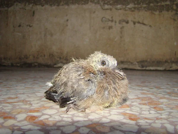 Pombo Pomba Rir Veterinário Exótico Cuida Pássaro Órfão Clínica Veterinária — Fotografia de Stock