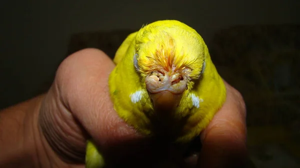 Kuşlarda burun iltihabı ve burun iltihabı; burun sinüsünde iltihap. Egzotik veteriner papağan papağanı muayene ediyor, ameliyat. Vahşi yaşam veterineri, veteriner. Hayvan hastalıkları. Avustralyalı kuş, hayvanlar