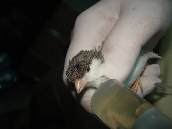 Uma Gota Vacina Olho Canário Para Prevenir Doenças Das Aves — Fotografia de Stock