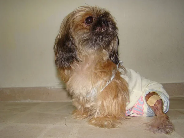 一只穿着尿布的可爱的狗 因为他后部瘫痪 幼犬不会走路 它正在接受外科兽医的治疗 外科医生 兽医学 — 图库照片