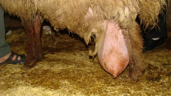 Edema after birth. physiological edema of pregnancy. sheep udder, ewe. Edema but it may turn into mastitis, inflammation, infection. animal diseases. farm veterinarian. surgery vet. veterinary medicine