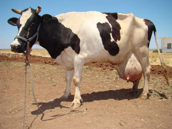 Edema after birth. physiological edema of pregnancy. cow udder. Edema but it may turn into mastitis, inflammation, infection. animal diseases. farm veterinarian. surgery vet. veterinary medicine