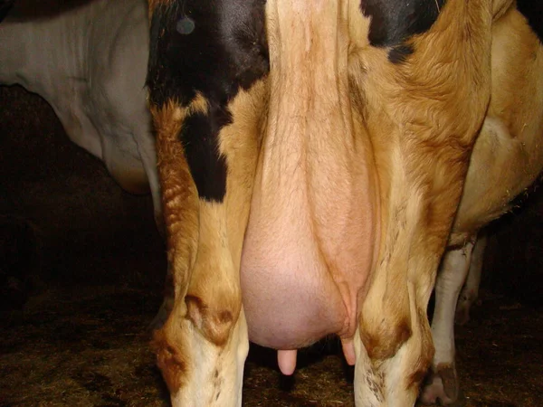Mastit, meme iltihabı, apse oluşumu, enfeksiyon. İnek memesi. Arkadan görüş, hayvan hastalıkları. Çiftlik veterineri. Ameliyat veterineri. Veteriner tıbbı. Patoloji, çiftlik hayvanları