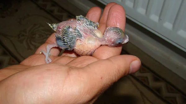Papagaio Com Barriga Cheia Colheita Veterinário Exótico Trata Pássaro Cirurgia — Fotografia de Stock