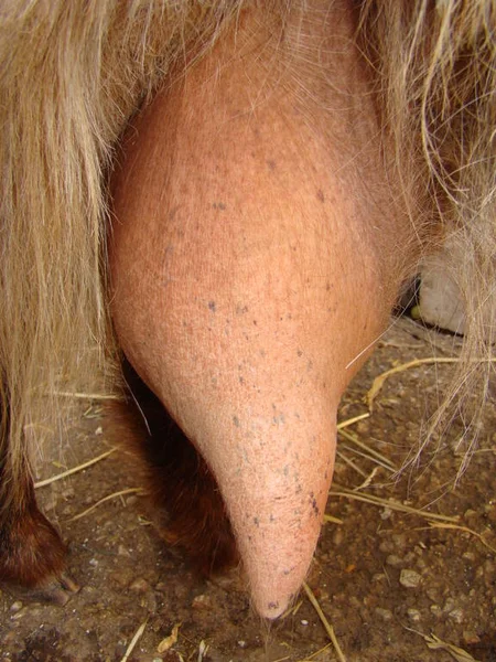 Edema after birth. physiological edema of pregnancy. goat udder Edema but it may turn into mastitis, inflammation, infection. animal diseases. farm veterinarian. surgery vet. veterinary medicine