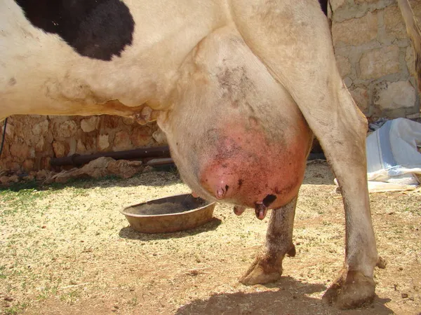 Edema after birth. physiological edema of pregnancy. cow udder. Edema but it may turn into mastitis, inflammation, infection. animal diseases. farm veterinarian. surgery vet. veterinary medicine