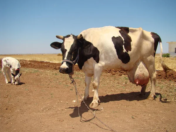 Œdème Après Naissance Une Vache Nouveau Née Son Veau Apparaît — Photo