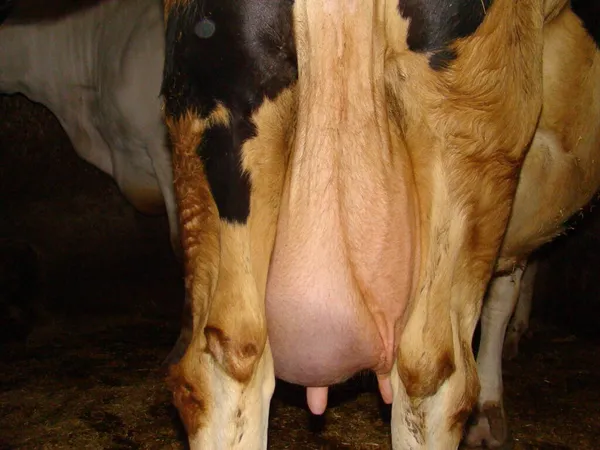 乳房炎 胸の炎症 アクセス形成 感染症 牛の下だ 後ろから見ると動物性疾患です 農場の獣医師 手術用獣医さん 獣医学 病理学 ロイヤリティフリーのストック写真