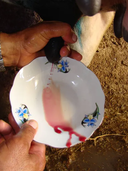 유방의 혈액은 나온다 젖소의 이상향 젖꼭지 동물의 수의사 수술용 수의사 스톡 사진