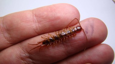 Kırkayak. Biyolog, egzotik veteriner bir böceği inceliyor. Vahşi yaşam veterineri. Omurgasız ellerde. eklembacaklılar, omurgasızlar. Ormandaki böcekler, vahşi doğa, vahşi yaşam. Böcekler, hayvanlar, hayvanlar.