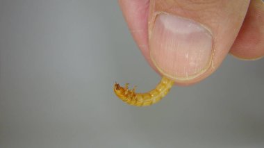 Yemek kurdu. Egzotik veteriner, biyologlar böcek tutuyor, sürüngenler canlı yemek yiyor. Solucanların aşamaları, larva. Elinde süper solucanlar, süper solucan. Yemek solucanlarının yaşam döngüsü. Veterinerlik, veterinerlik.