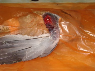 Egzotik veteriner güvercinin kırık kanadını ameliyat eder (güvercin). Vahşi yaşam veterineri. Veterinerlik. Doktor hayvanlara yardım ediyor, cerrah, ortopedi cerrahı. evcil hayvanlar, kuşlar, hayvanlar, vahşi doğa.