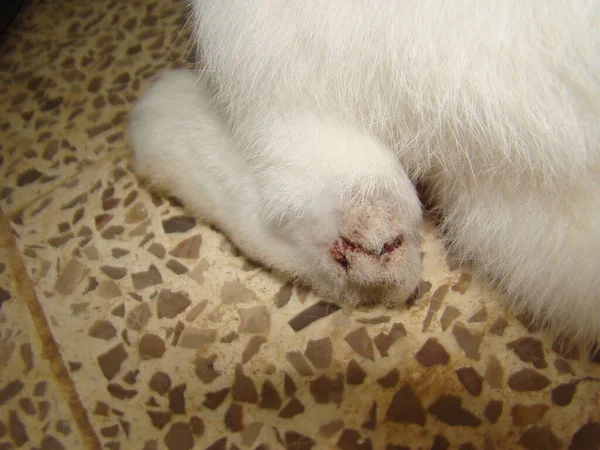 Ψώρα Παράσιτα Κτηνίατρος Εκμετάλλευση Εξετάζει Δέρμα Του Κουνελιού Παράσιτο Κτηνιατρική — Φωτογραφία Αρχείου