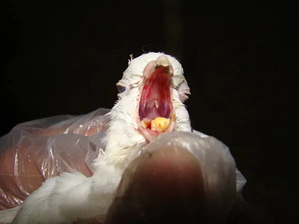 Varicelle Pigeon Pox Virus Varicelle Zona Vétérinaire Examine Oiseau Volaille — Photo