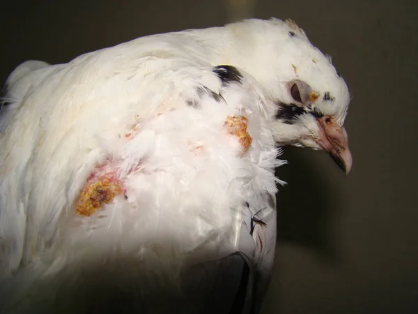 Pocken Taubenpocken Varizella Zoster Virus Ein Tierarzt Untersucht Einen Vogel — Stockfoto