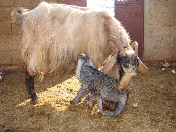 Maman Chèvre Lèche Les Nouveau Nés Pour Nettoyer Maternité Les — Photo