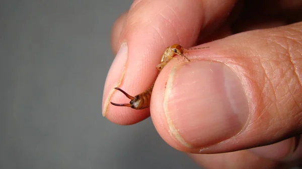 집게벌레는 동물이다 집게벌레는 새끼들을 이용하여 자신을 방어합니다 생물학자 곤충을 외계의 — 스톡 사진