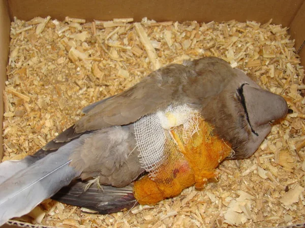 Vétérinaire Exotique Traité Aile Cassée Pigeon Colombe Par Chirurgie Orthopédique — Photo