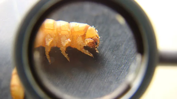 Meelworm Bioloog Onderzoekt Insecten Levend Voedsel Voor Vogels Reptielen Stadia — Stockfoto