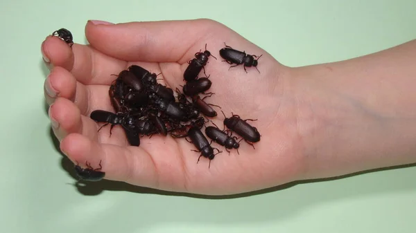 一个拿着蚯蚓 爬行动物 昆虫的小女孩 孩子想成为一个异国情调的兽医或生物学家 麦地那龙线虫的阶段 手上有成虫超级蠕虫 超级蠕虫 蚯蚓的生命周期 — 图库照片