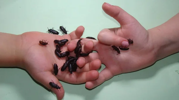 Menina Menino Segurando Mealworms Réptil Comida Viva Crianças Querem Tornar — Fotografia de Stock