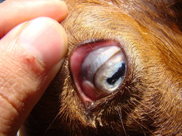 农场兽医检查绵羊的结膜 覆盖眼部前部的黏膜 并在眼睑内线 动物疾病 外科兽医 — 图库照片