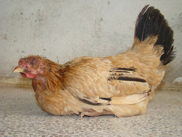 Çiçek. Suçiçeği, NHS, varicella zoster virüsü, varicella suçiçeği. Veterinerlik. Hayvan hastalıkları, virüs hastalıkları. Kümes hayvanları veterineri. Egzotik veteriner. Çiftlik hayvanları. kuşlar, kuş, hayvan cerrahisi