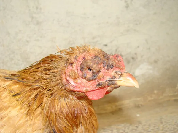 Çiçek. Suçiçeği, NHS, varicella zoster virüsü, varicella suçiçeği. Veterinerlik. Hayvan hastalıkları, virüs hastalıkları. Kümes hayvanları veterineri. Egzotik veteriner. Çiftlik hayvanları. kuşlar, kuş, hayvan cerrahisi