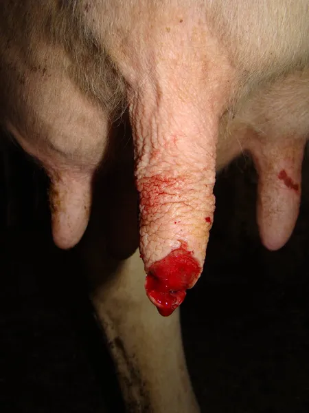 Herida Pezón Por Una Rata Que Parece Ubre Una Vaca — Foto de Stock