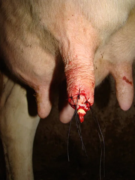 Meme ucunda bir fare tarafından yaralanmış. Bir ineğin memesi. Yara bir veteriner tarafından tedavi edildi, ameliyat, dikiş, yara iyileştirme, şişlik, enfeksiyon, iltihap. Çiftlik veterineri. Veterinerlik, hayvan
