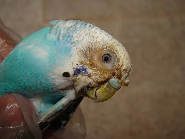 Kuşlarda burun iltihabı ve burun iltihabı; burun sinüsünde iltihap. Egzotik veteriner papağan papağanı muayene ediyor, ameliyat. Vahşi yaşam veterineri, veteriner. Hayvan hastalıkları. Avustralyalı kuş, hayvanlar