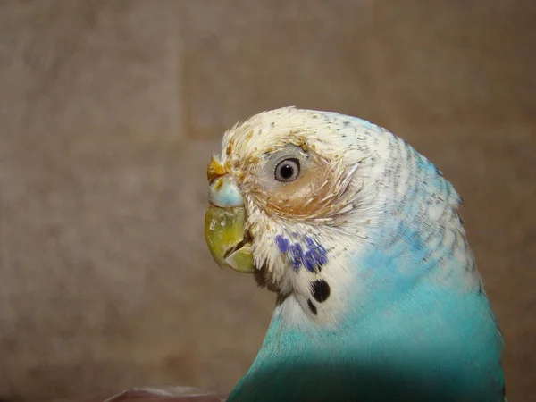 Kuşlarda burun iltihabı ve burun iltihabı; burun sinüsünde iltihap. Egzotik veteriner papağan papağanı muayene ediyor, ameliyat. Vahşi yaşam veterineri, veteriner. Hayvan hastalıkları. Avustralyalı kuş, hayvanlar