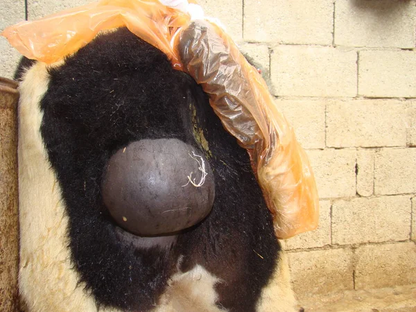Abcès Grand Abcès Dans Jambe Postérieure Vache Pus Gonflement Infection — Photo