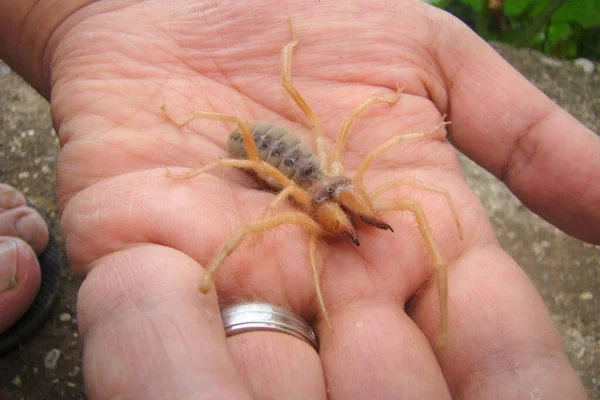 Aranhas Camelo Como Animais Estimação Não São Verdadeiros Escorpiões Veterinário — Fotografia de Stock