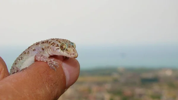Geckoは素晴らしいカモフラージュがあります 爬虫類を持つエキゾチックな獣医師 地中海の家のヤモリ Akdeniz Sakanguru 太平洋の家のヤモリ 壁のヤモリ 家のトカゲ 動物や爬虫類 野生動物の獣医 — ストック写真