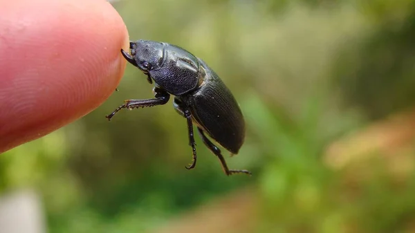 Escarabajo Hembra Lucanus Cervus Linnaeus Escarabajo Negro Defiende Mordiendo Dedo — Foto de Stock