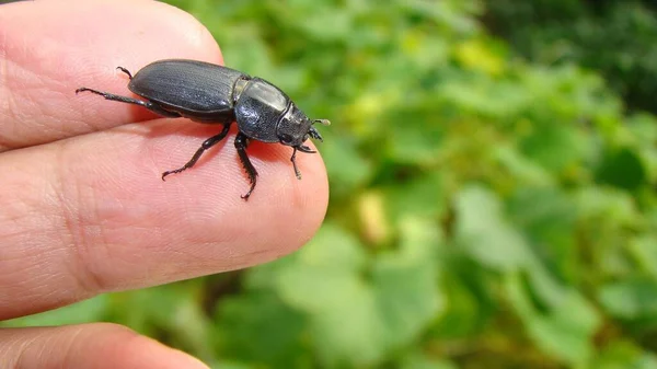 Dişi bir böcek (Lucanus cervus, Linnaeus). Böcek tutan egzotik veteriner, veteriner. Ormanda böcek, orman. Vahşi doğadaki böcekler, vahşi yaşam. böcekler, hayvanlar, hayvanlar, eklembacaklılar, omurgasızlar