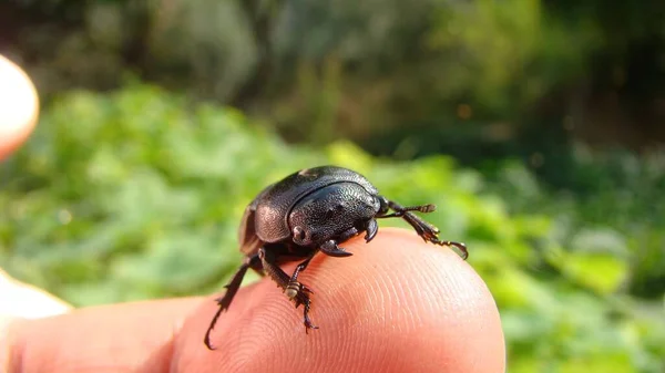Ein Käferweibchen Lucanus Cervus Linnaeus Exotischer Tierarzt Mit Einem Insekt — Stockfoto