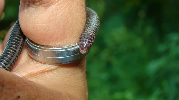 Serpiente Parece Gusano Veterinario Exótico Examina Serpiente Gusano Bosque Llama — Foto de Stock