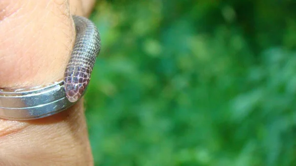 Snake looks like worm. Exotic veterinarian examines worm snake in the forest. it\'s called also Iberian worm lizard, or European worm lizard. blind snake is a non venomous. wildlife vet. reptile