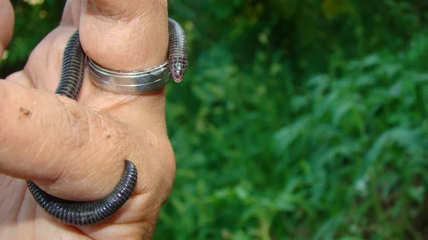 Serpiente Parece Gusano Veterinario Exótico Examina Serpiente Gusano Bosque Llama — Foto de Stock