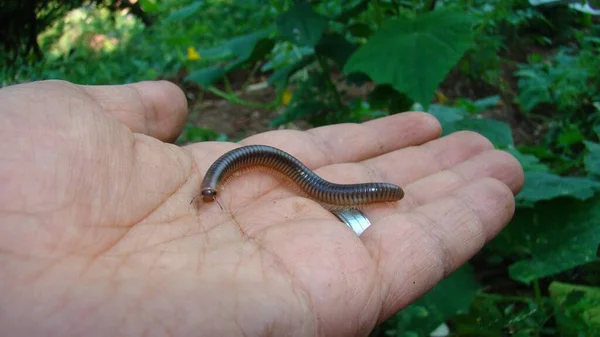 Millipede Veterinario Exótico Sosteniendo Insecto Veterinario Milpiés Ciempiés Mil Pies — Foto de Stock