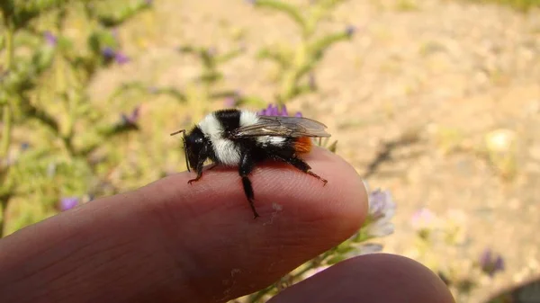 Bumblebee Spoczywa Moim Palcu Egzotyczny Weterynarz Trzyma Owada Pszczoła Lesie — Zdjęcie stockowe