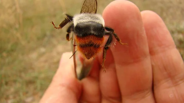 Bumblebee Exotic Veterinarian Holding Bumblebee Closeup Abdomen Insect Wildlife Vet — Stock Photo, Image